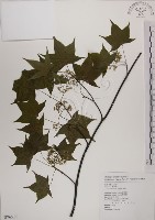 青楓藏品圖，第1張