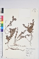 高山白珠樹藏品圖，第1張