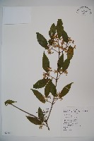 呂宋莢迷藏品圖，第1張