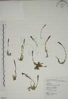 阿里山龍膽藏品圖，第1張