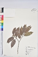 狹葉櫟藏品圖，第1張