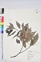 狹葉櫟藏品圖，第1張