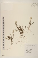 玉山薄雪草藏品圖，第1張