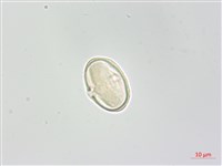 台灣芎窮藏品圖，第1張