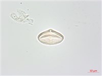 台灣芎窮藏品圖，第2張