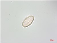 台灣芎窮藏品圖，第3張