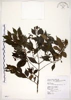 十子木、加入舅藏品圖，第1張