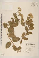 花蓮澤蘭藏品圖，第1張