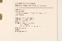 花蓮澤蘭藏品圖，第2張