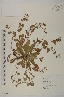 臺灣假黃鵪菜藏品圖，第1張