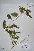 黃花鳳仙花藏品圖，第1張