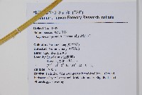 黃花鳳仙花藏品圖，第2張