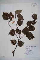 樺葉莢迷、玉山莢迷藏品圖，第1張