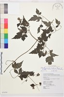 巴氏鐵線蓮藏品圖，第1張