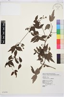 臺灣鐵線蓮藏品圖，第2張