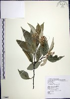 紅皮、葉下白、赤仔尾藏品圖，第1張