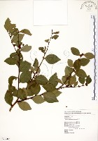 內苳子藏品圖，第1張