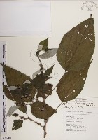 落尾麻藏品圖，第1張