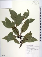 白新木薑子藏品圖，第1張