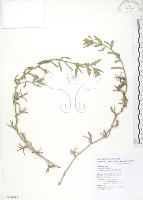 裂葉月見草藏品圖，第1張