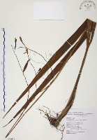 臺灣白及藏品圖，第1張