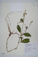 牛膝藏品圖，第1張