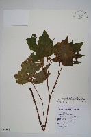 裂葉秋海棠藏品圖，第1張