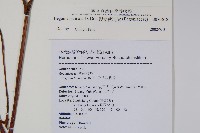 裂葉秋海棠藏品圖，第2張