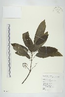 耿氏虎皮楠藏品圖，第1張