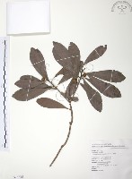 楊梅藏品圖，第1張