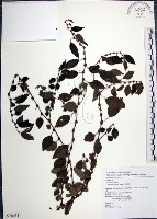 水雞油藏品圖，第1張