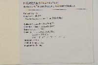福建賽衛矛、福建假衛矛藏品圖，第2張