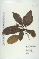 猴歡喜藏品圖，第1張