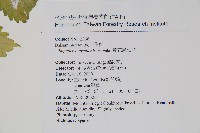 黃花鳳仙花藏品圖，第2張