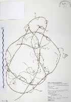 無根草藏品圖，第1張