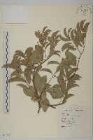 多花滇南蛇藤藏品圖，第1張