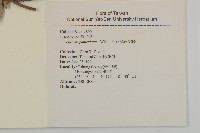 多花滇南蛇藤藏品圖，第2張