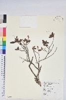 唐杜鵑、大屯杜鵑、中原氏杜鵑藏品圖，第1張