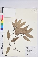 長尾栲、長尾柯、長尾尖葉櫧藏品圖，第1張