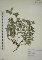 拎壁龍藏品圖，第1張