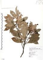 豬腳楠藏品圖，第1張