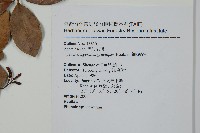 細梗絡石藏品圖，第2張