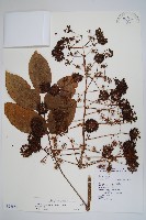 登錄號:S076654藏品圖，第1張