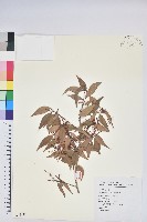 鞍馬山越橘藏品圖，第1張