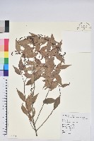 巒大越橘藏品圖，第1張