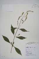 日本牛膝藏品圖，第1張