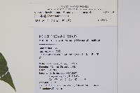 日本牛膝藏品圖，第5張