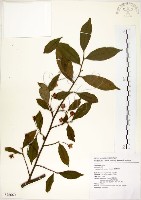 台灣楊桐藏品圖，第1張