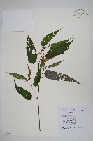 臺灣秋海棠藏品圖，第1張