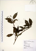 華八仙藏品圖，第1張